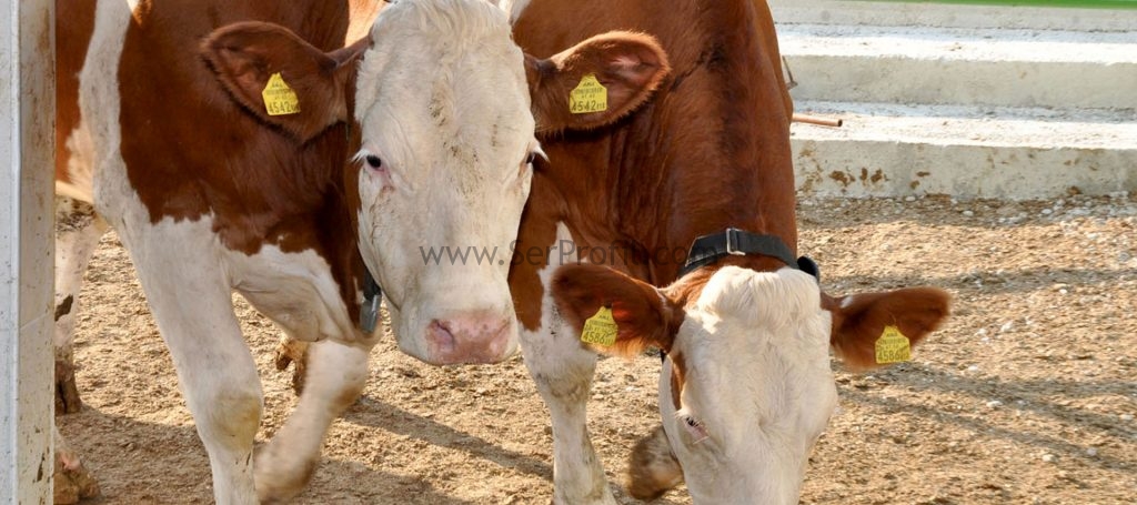 Kazancın Yeni Adresi Mandıra ve Süt Çiftliği ile Besi Çiftliği Kurmak Maliyetleri, Kazancın Yeni Adresi Mandıra Süt Çiftliği ile Besi Çiftliği Kurmak Maliyetleri, Kazancın Yeni Adresi Mandıra ve Süt Çiftliği Kurmak Maliyetleri, Kazancın Yeni Adresi Mandıra ve Besi Çiftliği Kurmak Maliyetleri, Kazancın Yeni Adresi Mandıra Kurmak Maliyetleri, mandıra kurmak maliyeti, mandıra kurmak için devlet desteği, mandıra projeleri, mandıra açma maliyeti, mandıra nasıl yapılır, mandıra kurmak için kredi, mandıra işi karlı mı, inek çiftliği kurma maliyeti, mandıra malzemeleri,