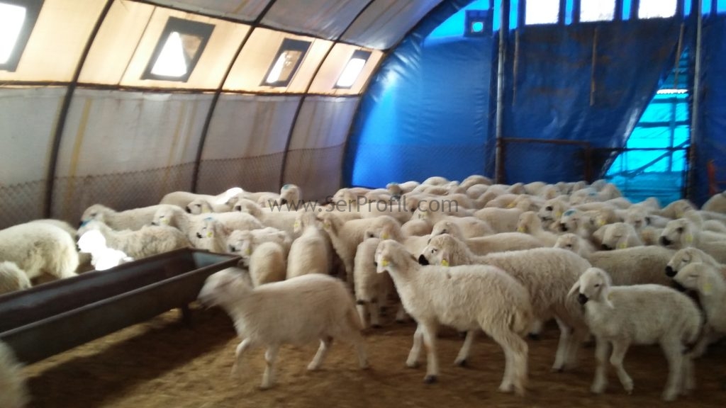 Koyun Keçi Ağıl Projeleri Küçükbaş Hayvan Barınakları Çiftlik Maliyeti Fiyatları, Koyun-Keçi Ağıl Projeleri Küçükbaş Hayvan Barınakları Çiftlik Fiyatları, Koyun-Keçi Ağıl Projeleri Küçükbaş Hayvan Barınakları Maliyeti Fiyatları, Koyun Ağıl Projeleri Küçükbaş Hayvan Çiftlik Maliyeti Fiyatları, Keçi Ağıl Projeleri Küçükbaş Hayvan Barınakları Çiftlik Maliyeti Fiyatları, Ağıl Projeleri Küçükbaş Hayvan Barınakları Çiftlik Maliyeti Fiyatları, koyun ağılı projeleri, koyun ağıl tipleri, koyun ağılı resmi, koyun ağılı maliyeti, koyun çiftliği projeleri, koyun ağılı yapımı, ideal koyun ağılı, modern koyun barınakları, koyun çiftliği maliyeti,