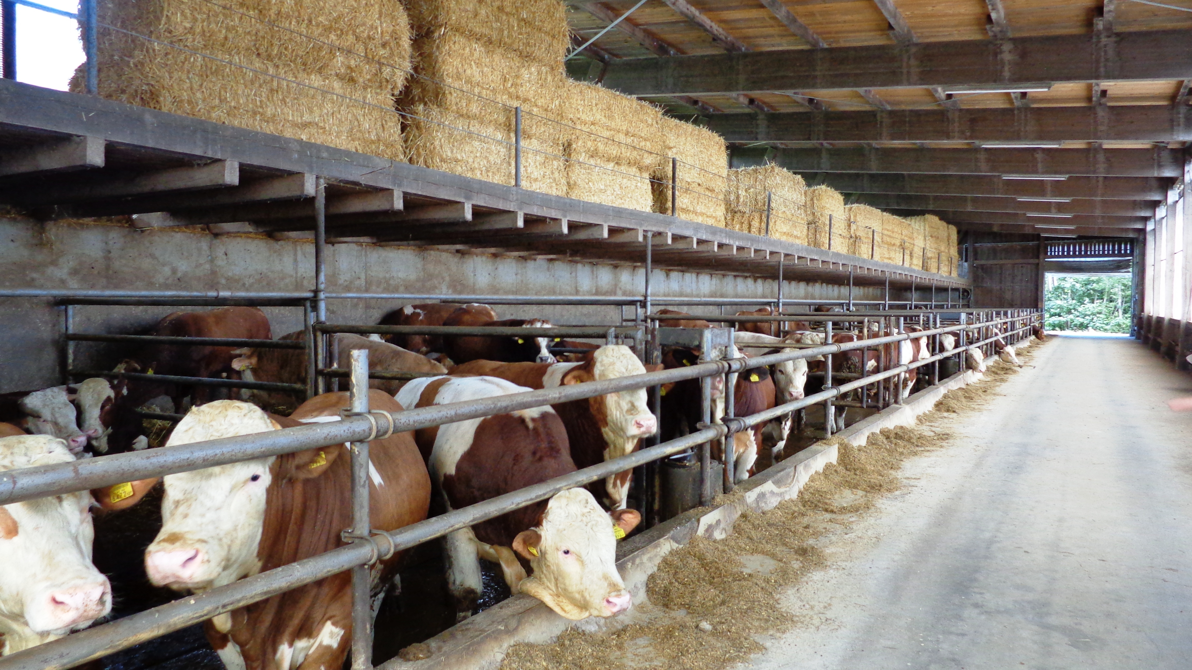 100 Başlık Süt Sığırcılığı Projesi İnşaat Yapım Kurulum Maliyeti Fiyatları 2017, 100 Başlık Süt Sığırcılığı Projesi İnşaat Yapım Kurulum Maliyeti 2017, 100 Başlık Süt Sığırcılığı Projesi İnşaat Yapım Kurulum Fiyatları 2017, 100 Başlık Süt Sığırcılığı Projesi İnşaat Yapım Maliyeti Fiyatları 2017, 100 Başlık Süt Sığırcılığı Projesi İnşaat Kurulum Maliyeti Fiyatları 2017, 100 Başlık Süt Sığırcılığı Projesi Yapım Kurulum Maliyeti Fiyatları 2017, Süt Sığırcılığı İnşaat Yapım Kurulum Maliyeti Fiyatları 2017, Süt Sığırcılığı Projesi İnşaat Kurulum Maliyeti Fiyatları 2017,   süt çiftliği kurulum maliyeti, 50 başlık süt sığırcılığı projesi maliyeti, 100 başlık süt sığırcılığı projesi maliyeti, 10 başlık süt sığırcılığı projesi maliyeti, 20 başlık ahır maliyeti, 100 başlık süt sığırcılığı projesi maliyeti 2017, 30 başlık ahır maliyeti, büyükbaş hayvan çiftliği devlet desteği, büyükbaş hayvan çiftliği satılık,