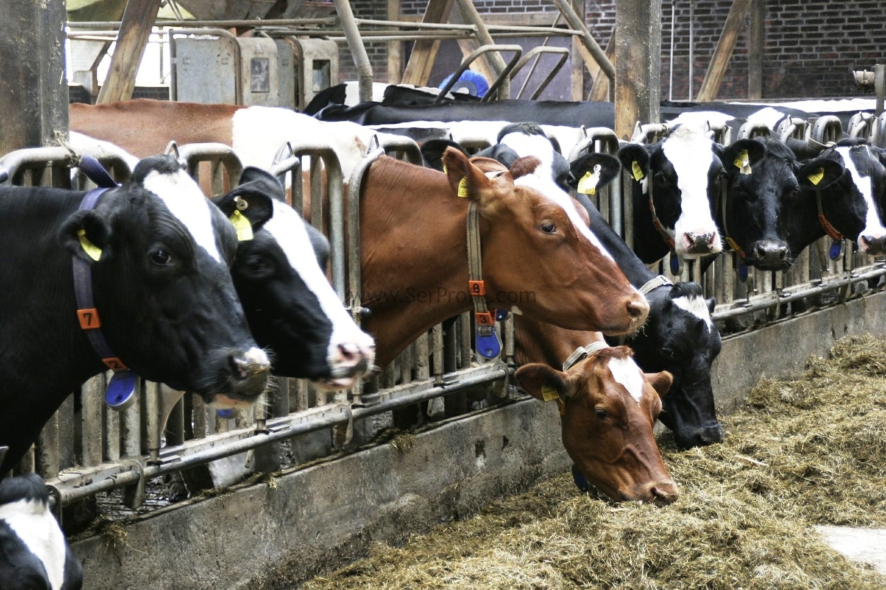 Büyükbaş İnek Süt Sığırcılığı Çiftliği Ahır Projesi Maliyeti Kurulumu Fiyatları, Büyükbaş İnek Süt Sığırcılığı Çiftliği Ahır Projesi Maliyeti Kurulumu, Büyükbaş İnek Süt Sığırcılığı Çiftliği Ahır Projesi Maliyeti Fiyatları, Büyükbaş İnek Süt Sığırcılığı Çiftliği Ahır Projesi Kurulumu Fiyatları, Büyükbaş İnek Süt Sığırcılığı Çiftliği Ahır Maliyeti Kurulumu Fiyatları, Büyükbaş İnek Süt Sığırcılığı Ahır Projesi Maliyeti Kurulumu Fiyatları, Büyükbaş İnek Süt Çiftliği Ahır Projesi Maliyeti Kurulumu Fiyatları, İnek Süt Sığırcılığı Çiftliği Ahır Projesi Maliyeti Kurulumu Fiyatları,   inek çiftliği projesi, 20 başlık ahır projesi maliyeti, çiftlik projeleri maliyeti, besi çiftliği projesi örnekleri, inek çiftliği kurma maliyeti, besi çiftliği kurma maliyeti, büyükbaş hayvan çiftliği kurmak istiyorum, besi çiftliği projeleri ve fizibilite raporları, 50 başlık ahır projesi,