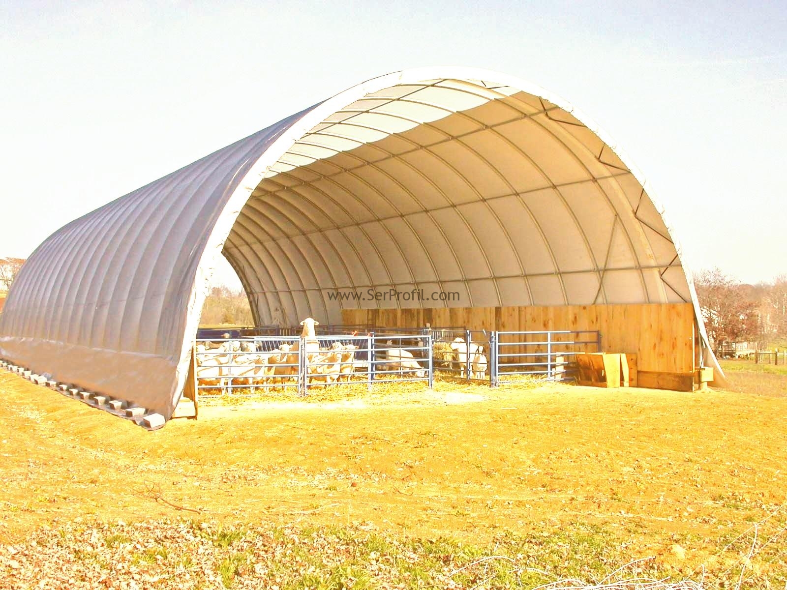 Cattle panel hoop house