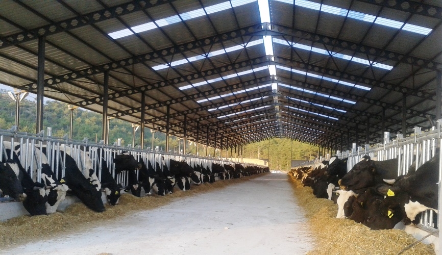 Büyükbaş Hayvancılık Ahır Çiftlik Projeleri Yapım Fiyatları Tekirdağ Kırklareli Edirne Çanakkale, Büyükbaş Hayvancılık Ahır Çiftlik Projeleri Yapım Fiyatları Çanakkale, Büyükbaş Hayvancılık Ahır Çiftlik Projeleri Yapım Fiyatları Tekirdağ , Büyükbaş Hayvancılık Ahır Çiftlik Projeleri Yapım Fiyatları Kırklareli , Büyükbaş Hayvancılık Ahır Çiftlik Projeleri Yapım Fiyatları Edirne, Büyükbaş Hayvancılık Ahır Çiftlik Projeleri Fiyatları Tekirdağ Kırklareli Edirne Çanakkale, Büyükbaş Hayvancılık Ahır Çiftlik Yapım Fiyatları Tekirdağ Kırklareli Edirne Çanakkale, Büyükbaş Hayvancılık Ahır Projeleri Yapım Fiyatları Tekirdağ Kırklareli Edirne Çanakkale, Büyükbaş Hayvancılık Çiftlik Projeleri Yapım Fiyatları Tekirdağ Kırklareli Edirne Çanakkale, Hayvancılık Ahır Çiftlik Projeleri Yapım Fiyatları Tekirdağ Kırklareli Edirne Çanakkale, büyükbaş hayvancılık ahır projeleri, ahır maliyeti hesaplama, 10 başlık ahır maliyeti, ahır projeleri fiyatları, 25 başlık ahır projesi, 50 başlık ahır projeleri satılık, basit ve modern ahır planları örnek projeleri, prefabrik ahır maliyeti, 30 başlık ahır maliyeti,