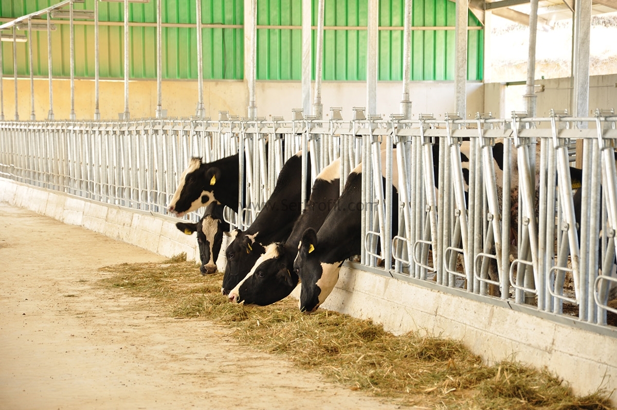 hayvan kilit sistemleri fiyatları, hayvan kilit sistemleri fiyatları konya, yemlik kilit sistemi ölçüleri, ahır kilit sistemi ölçüleri, yemlik kilit seti fiyatları, hayvan kilit sistemi nasıl yapılır, ahır kilit fiyatları, hayvan yemlikleri fiyatları, küçükbaş kilit sistemleri fiyatları, Toptan Hayvan Kilit Sistemleri Fiyatları 2017