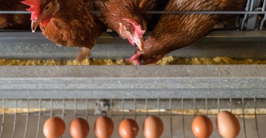 tkdk-ipard-yumurta-ureten-isletmelere-hibe1